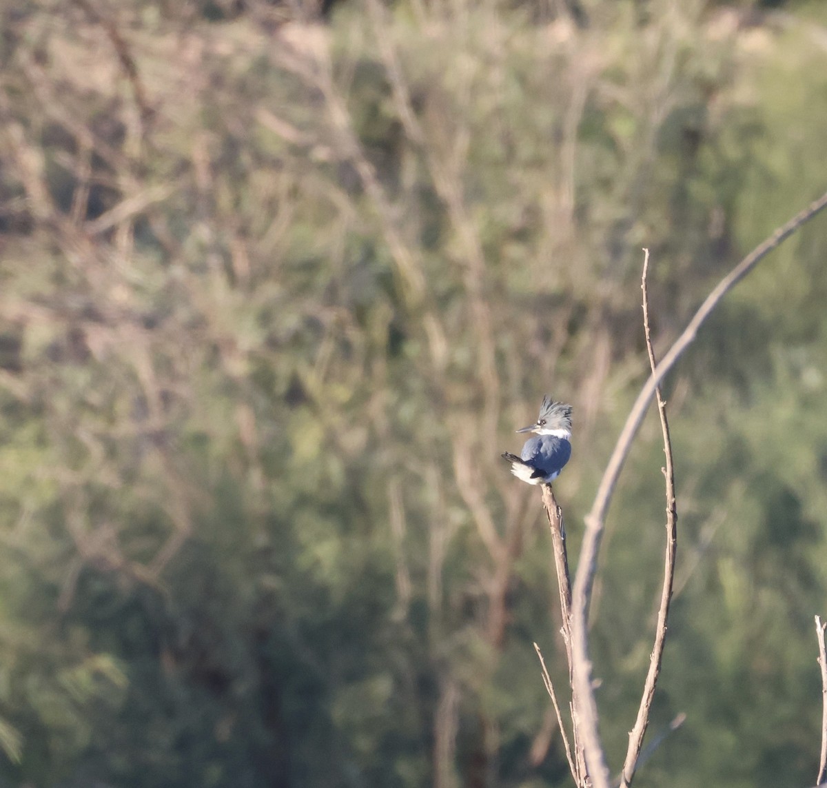 Martin handi iparramerikarra - ML646498881