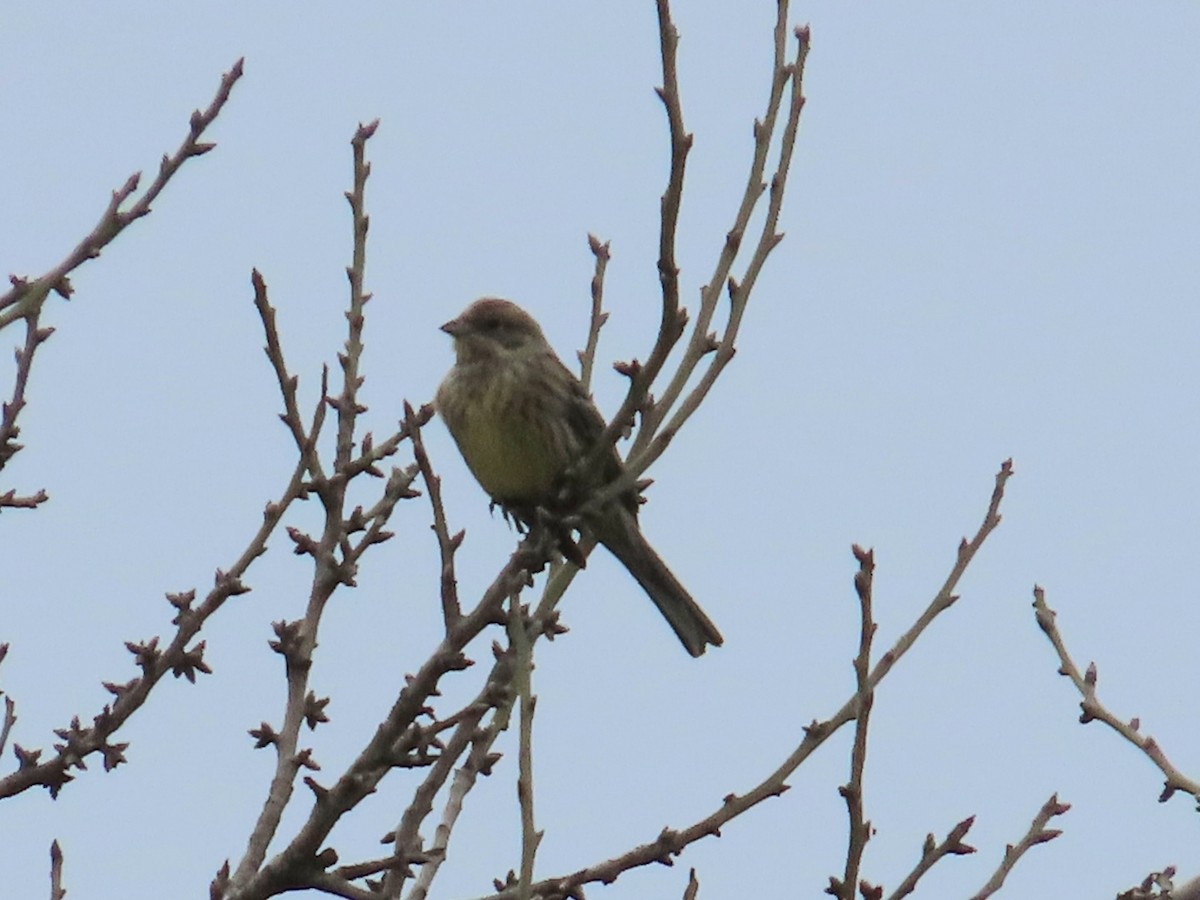 Yellowhammer - ML646498885