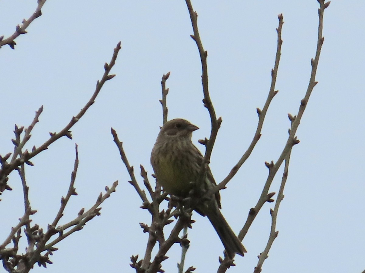 Yellowhammer - ML646498886