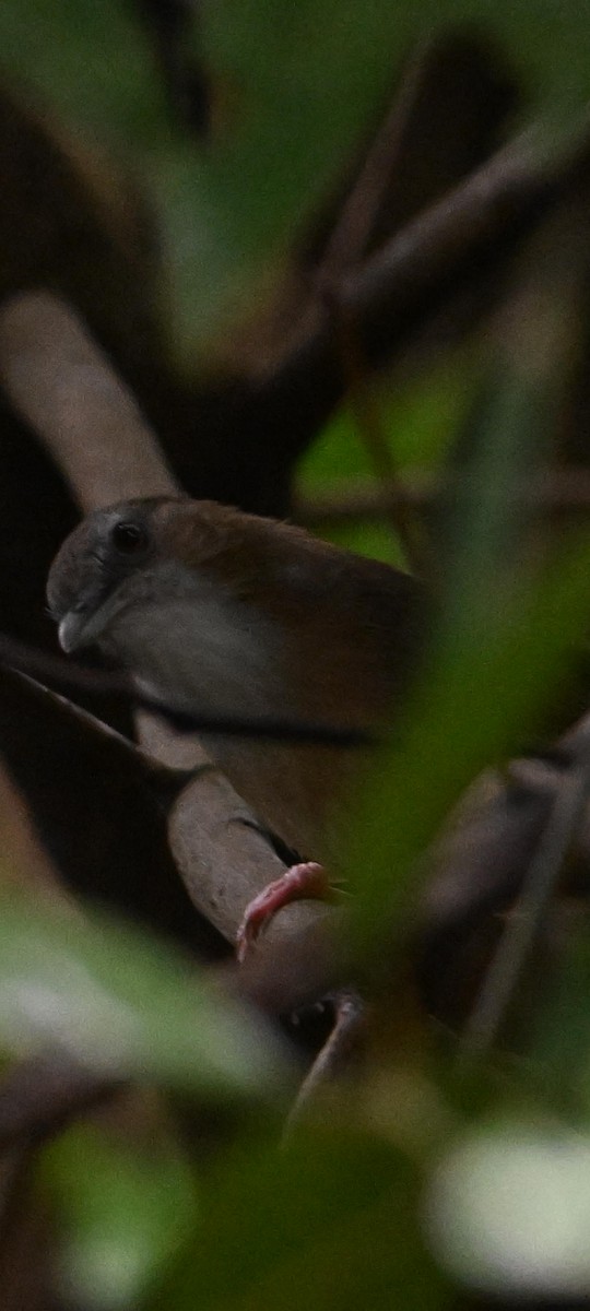 Rotschwanz-Mausdrossling - ML646498887