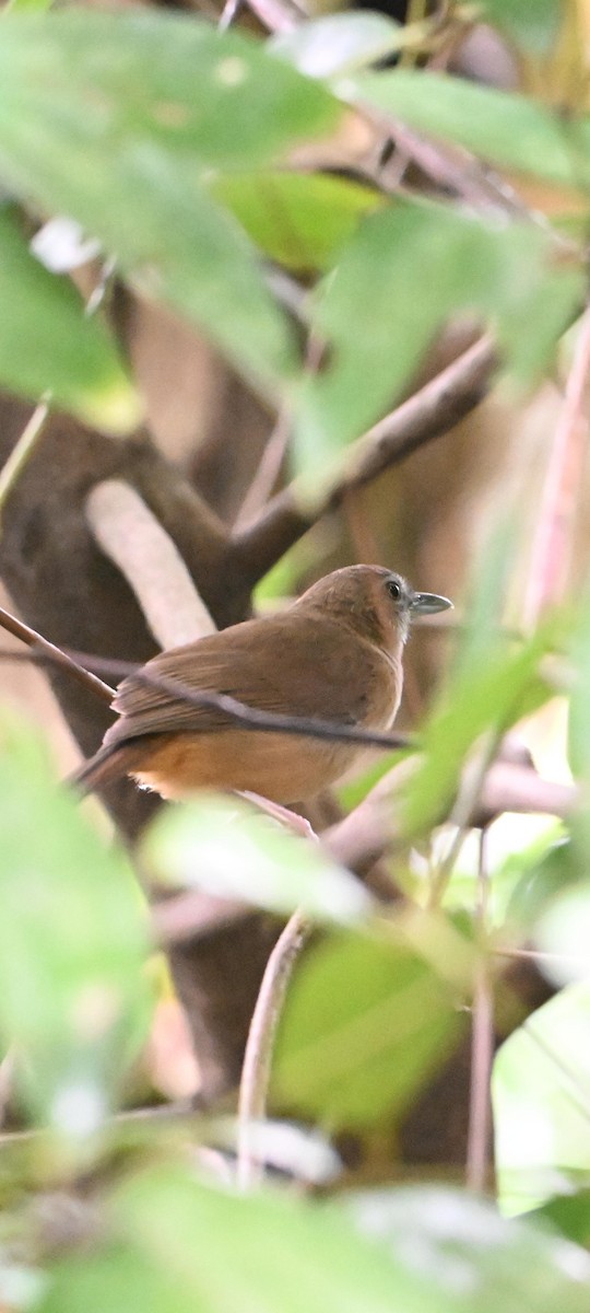 Rotschwanz-Mausdrossling - ML646498888