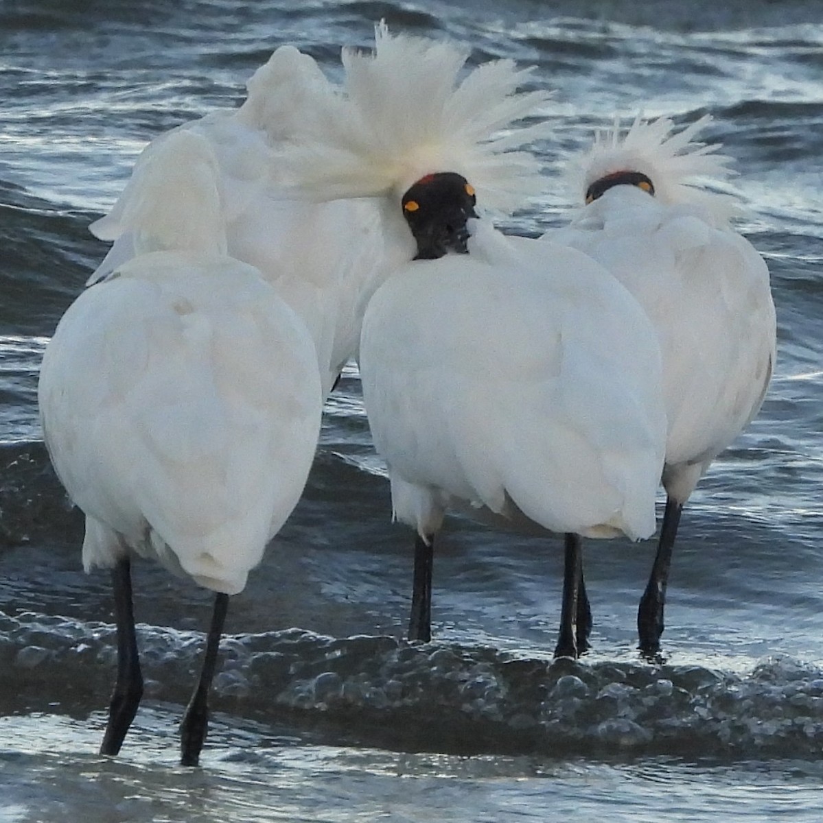 Royal Spoonbill - ML646498890