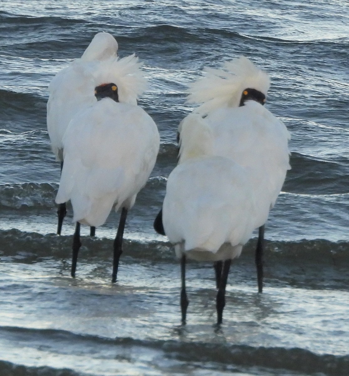 Royal Spoonbill - ML646498891