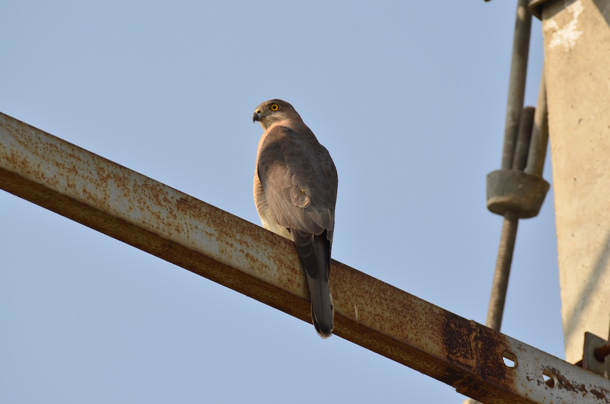 Shikra - ML646498892