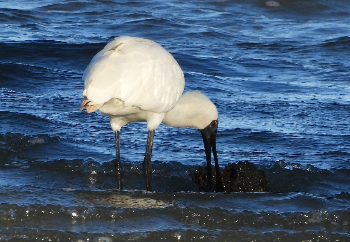 Royal Spoonbill - ML646498893