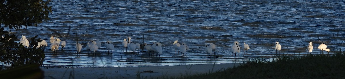 Royal Spoonbill - ML646498894