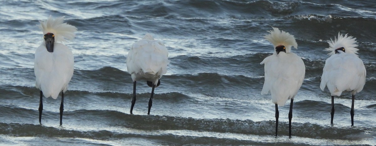 Royal Spoonbill - ML646498895