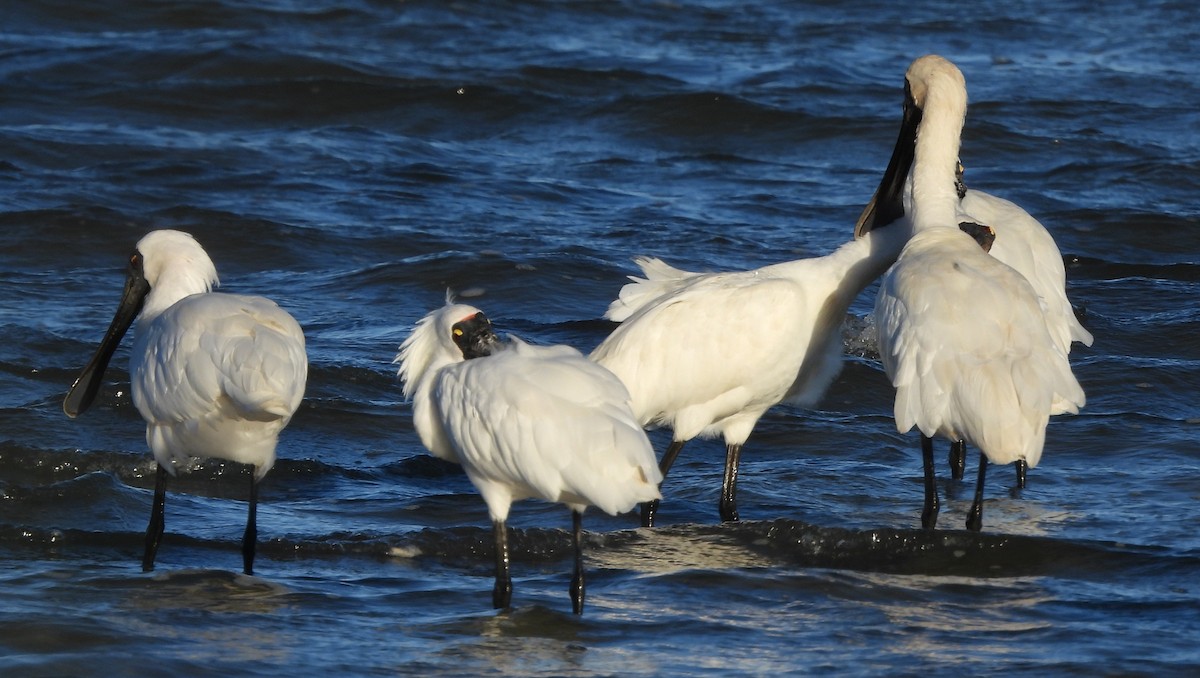 Royal Spoonbill - ML646498896