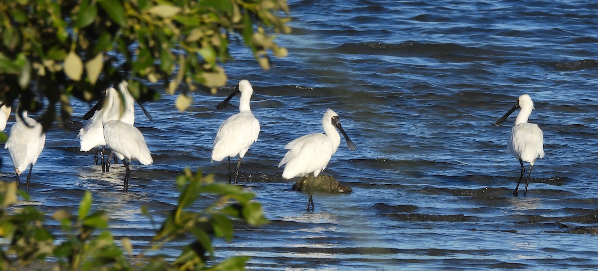 Royal Spoonbill - ML646498897