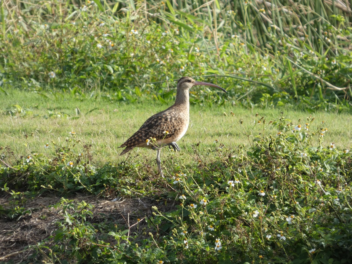 Bristle-thighed Curlew - ML646498898