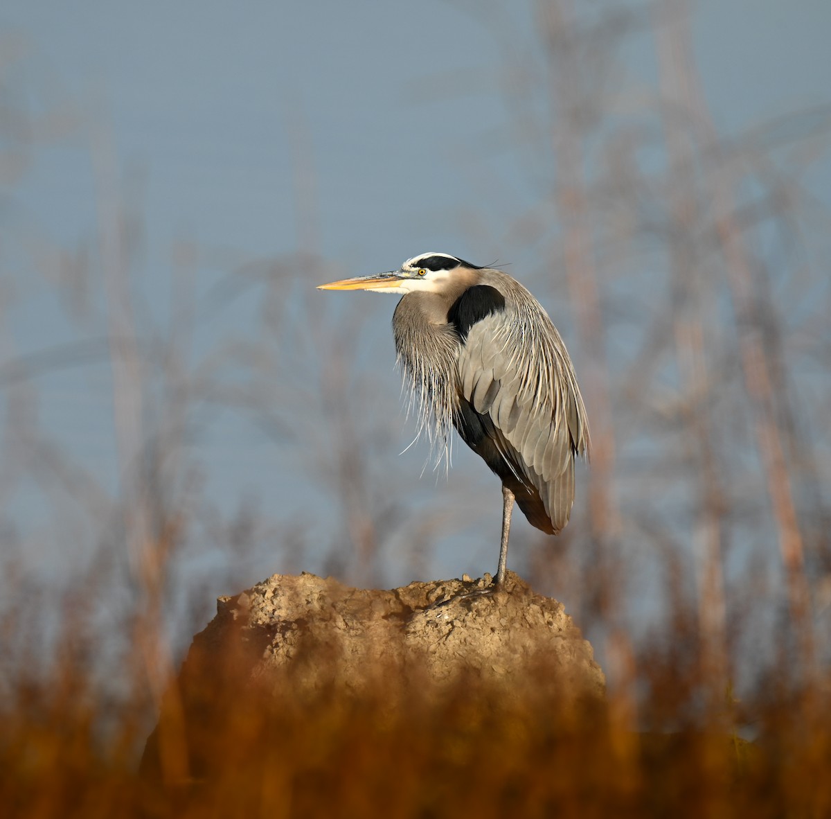 Great Blue Heron (Great Blue) - ML646498899