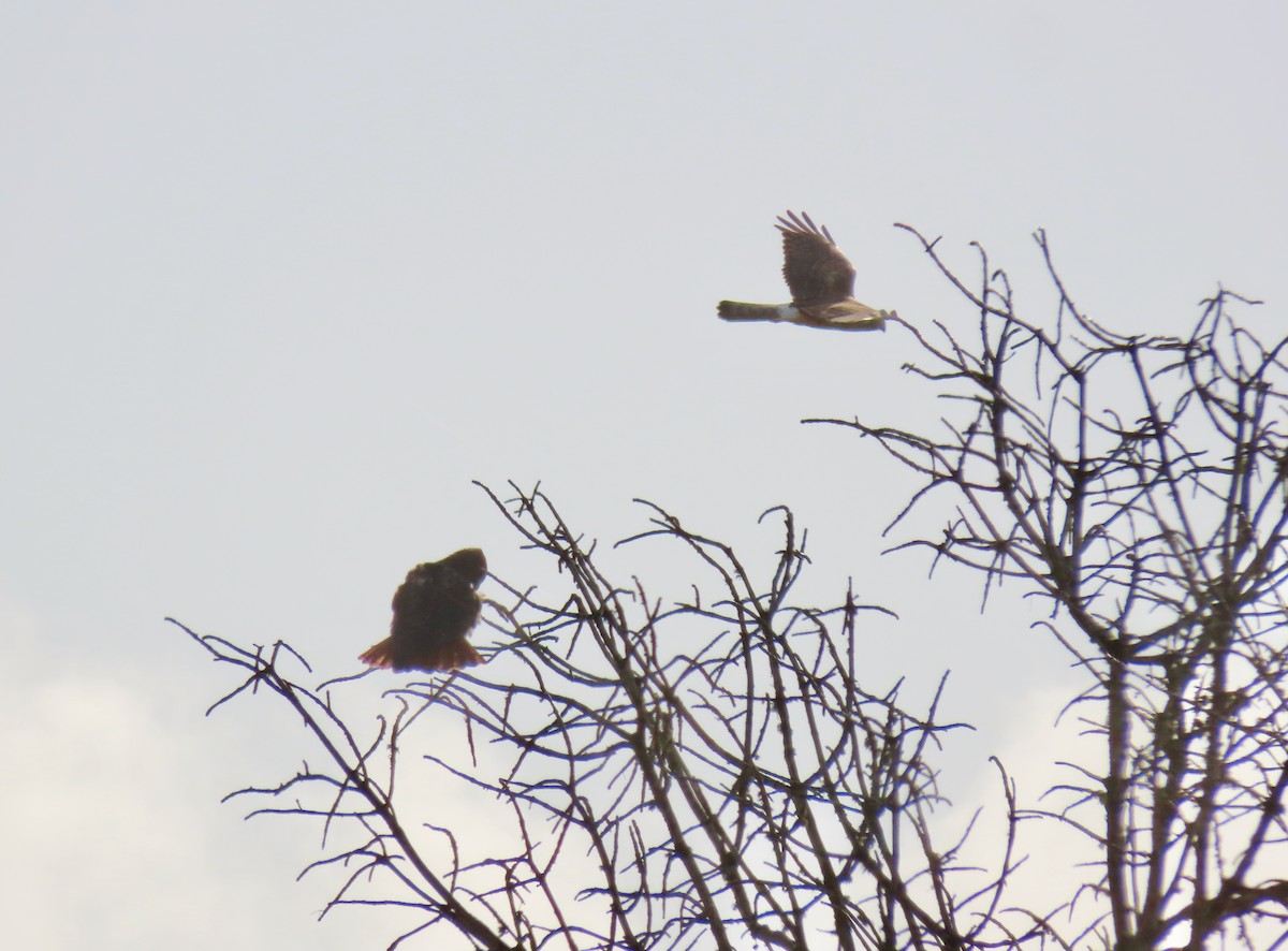 Northern Harrier - ML646498901
