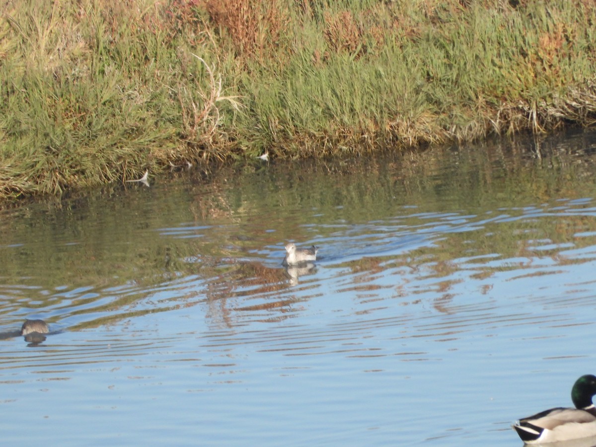 Kuliska hankahori handia - ML646498903