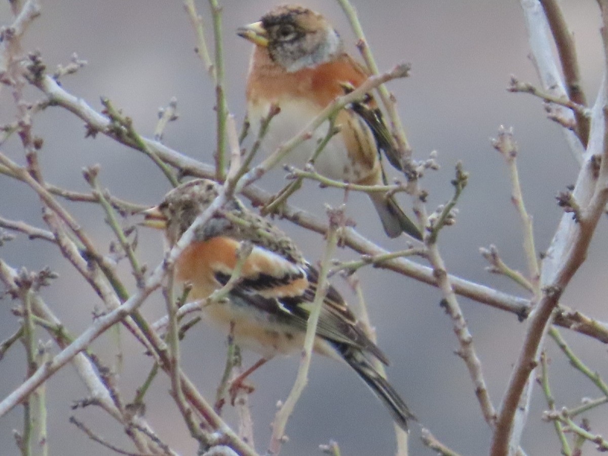 Brambling - ML646498905