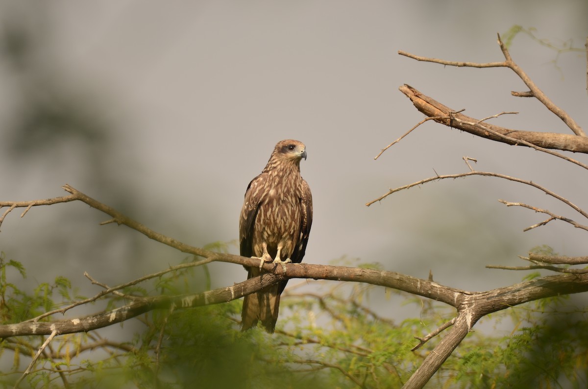 Black Kite - ML646498913