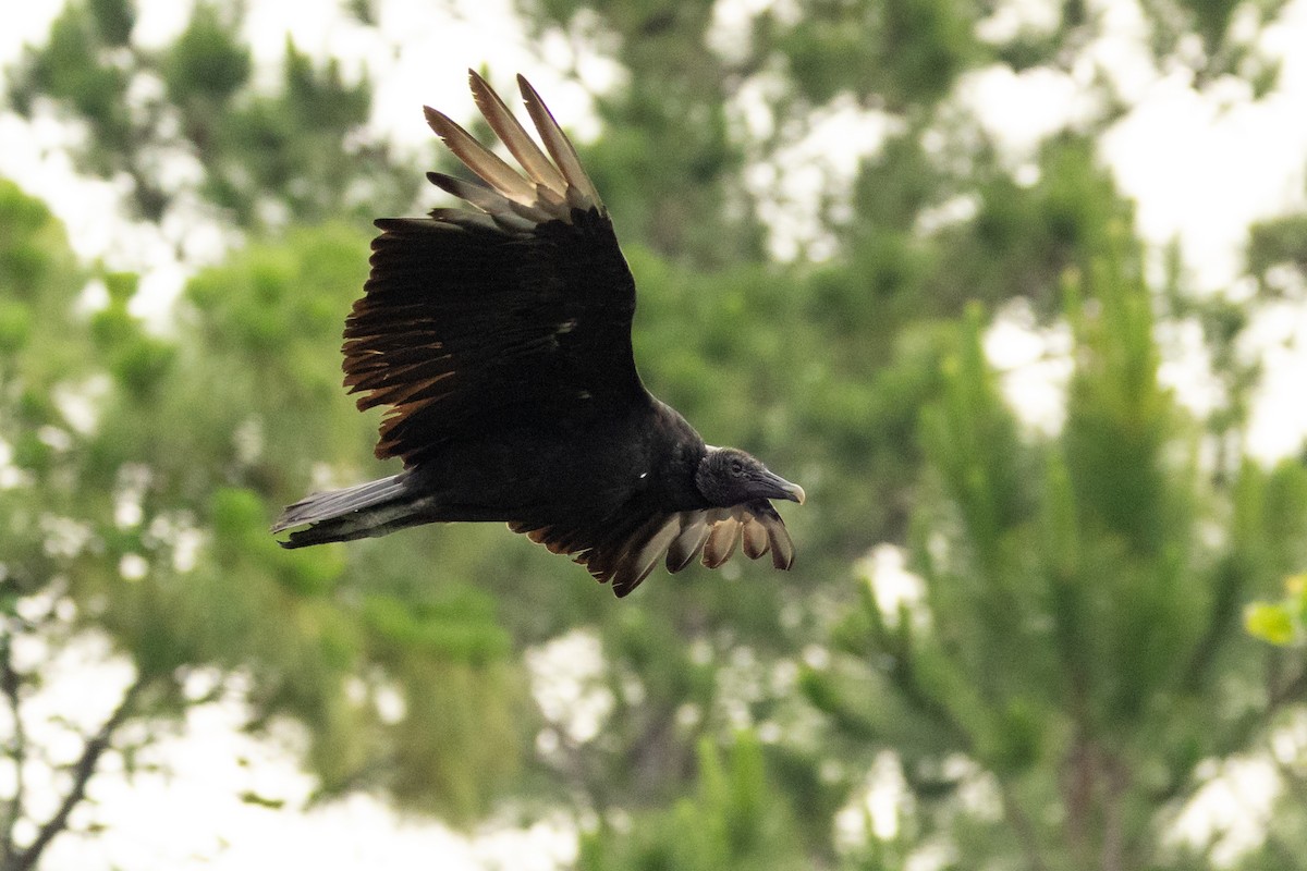 Urubu noir - ML646498914