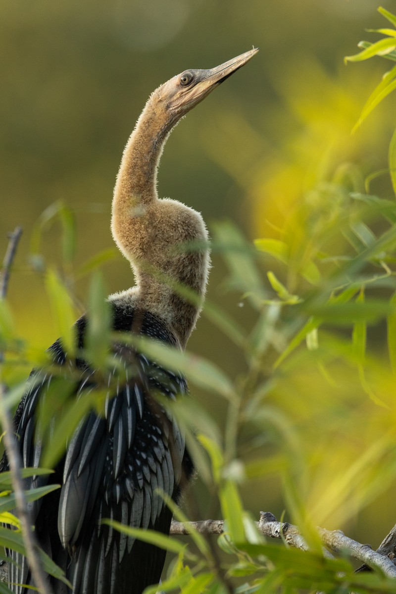 Anhinga d'Amérique - ML646498920