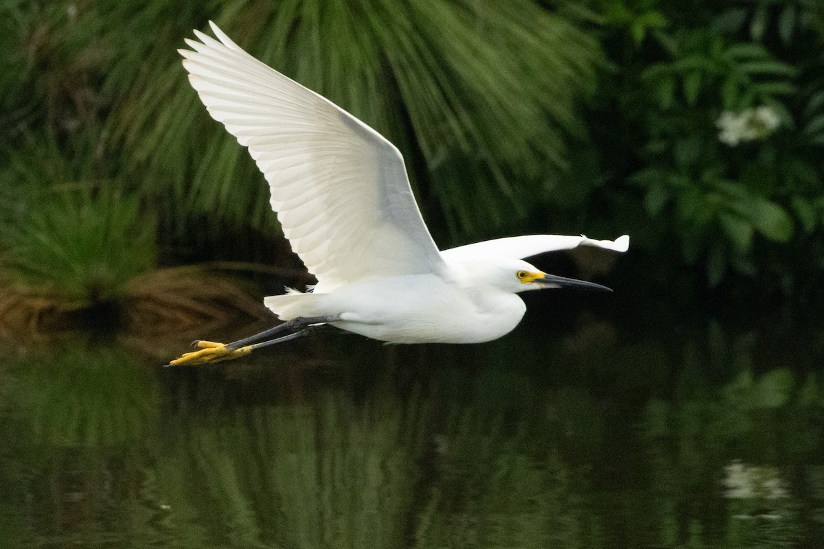 Aigrette neigeuse - ML646498922
