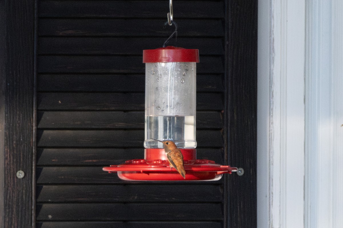 rødkolibri - ML646498923