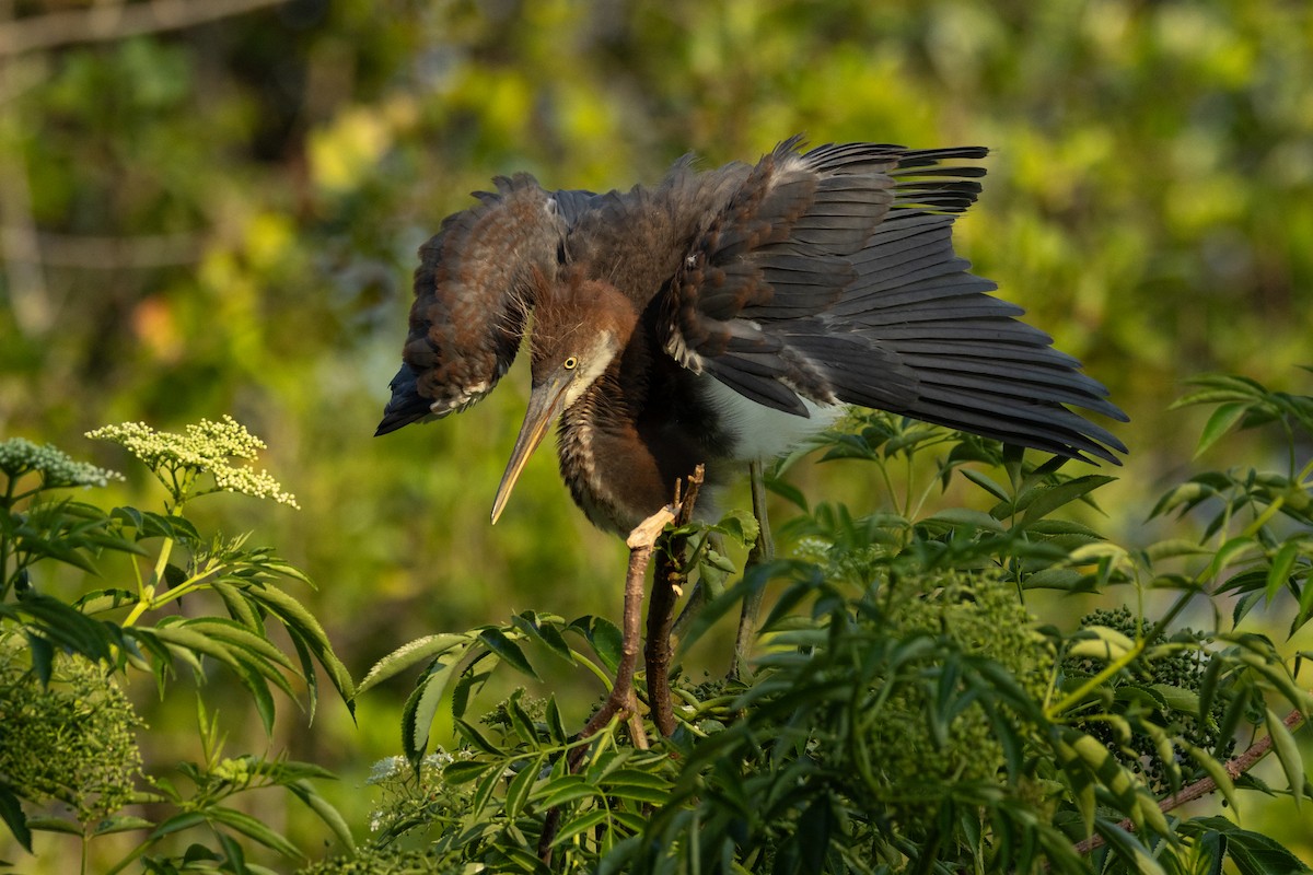 Aigrette tricolore - ML646498924