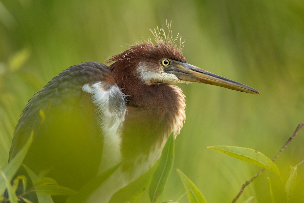 Aigrette tricolore - ML646498925