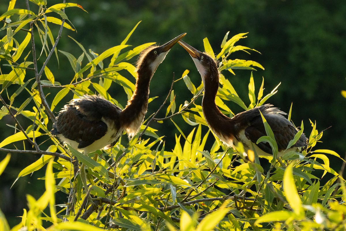 Aigrette tricolore - ML646498929