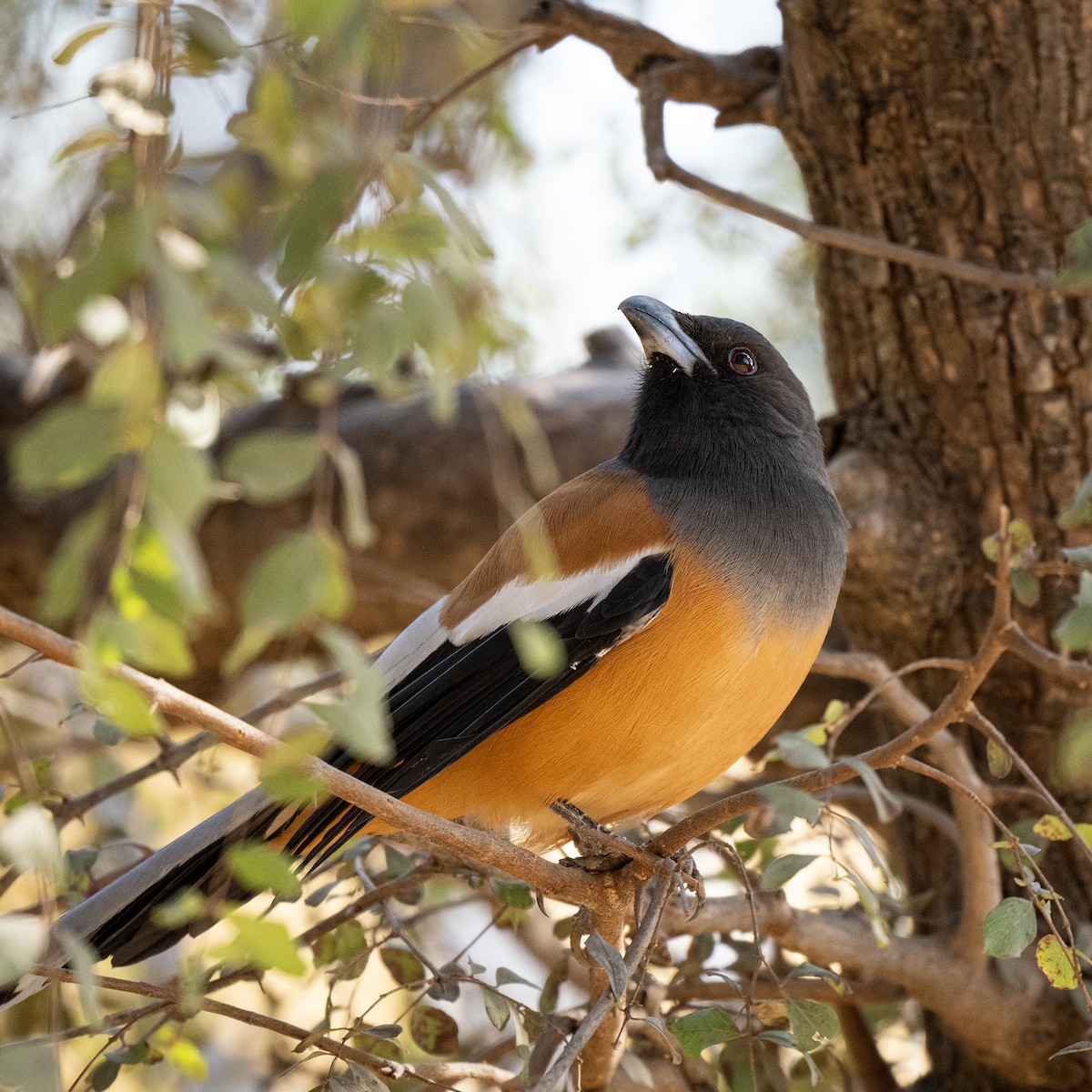 Rufous Treepie - ML646498931