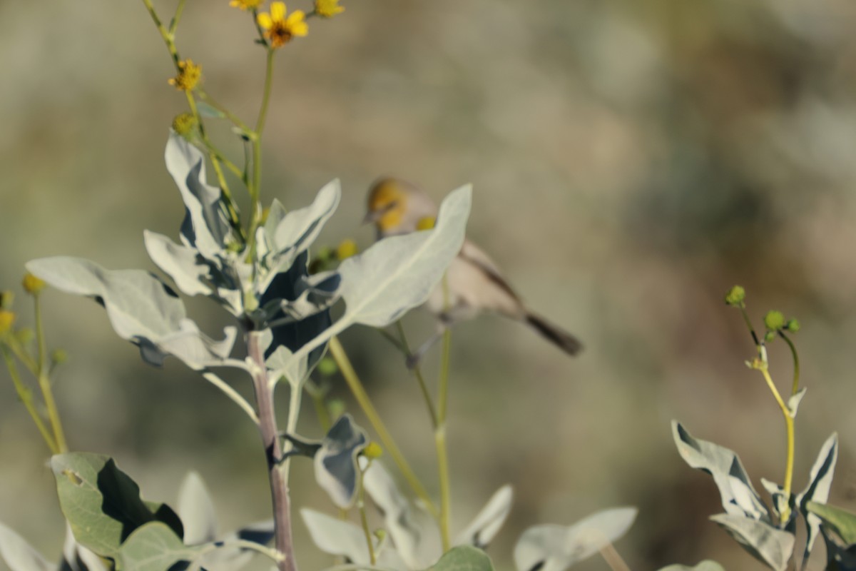 Verdin - ML646498950