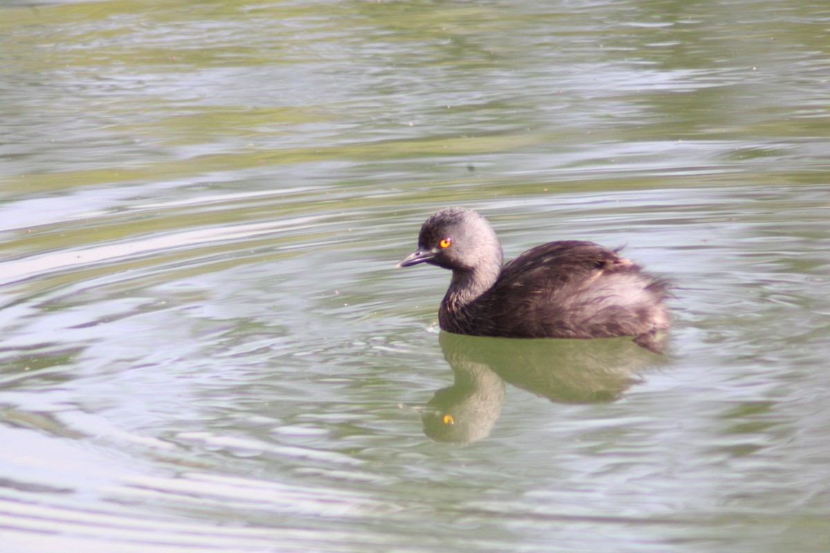 Txilinporta beltza - ML646498951