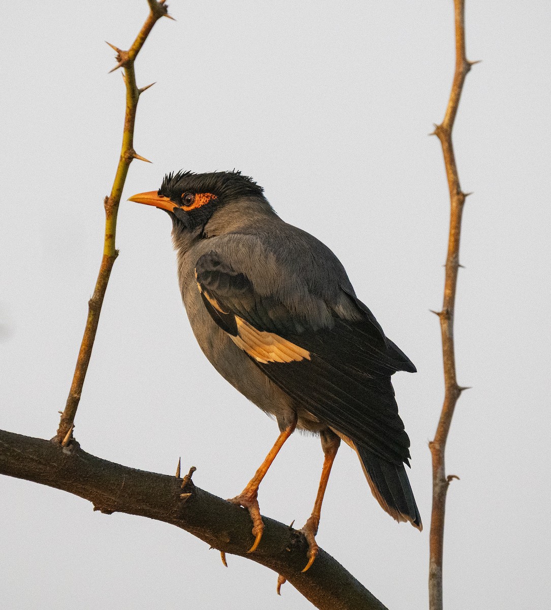 Bank Myna - ML646498954