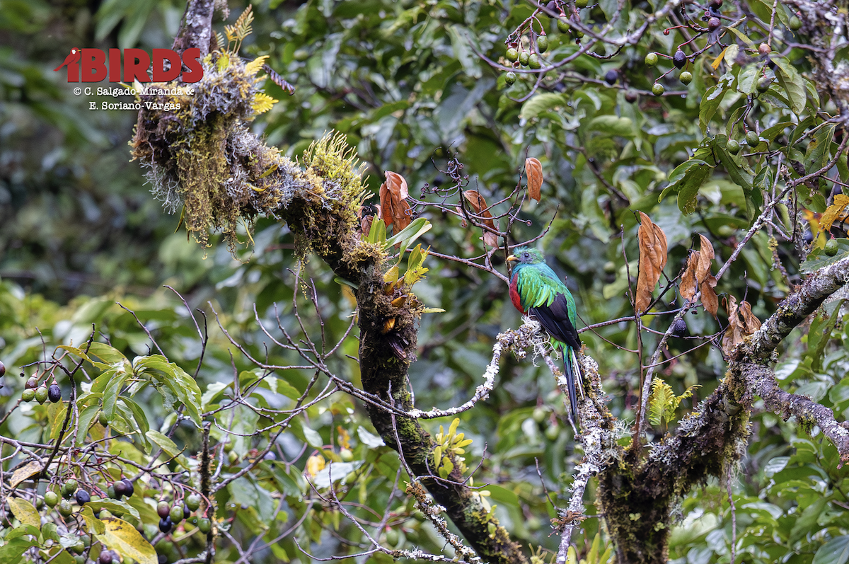 Resplendent Quetzal - ML646498955