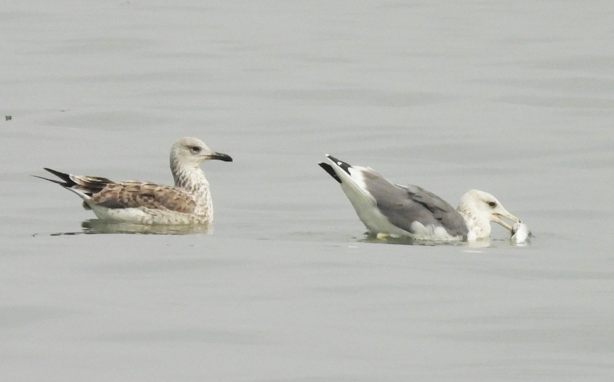 Lesser Black-backed Gull - ML646498959