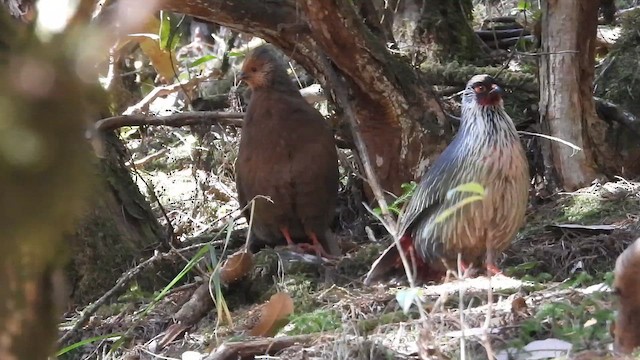 Faisán Ensangrentado - ML646498965