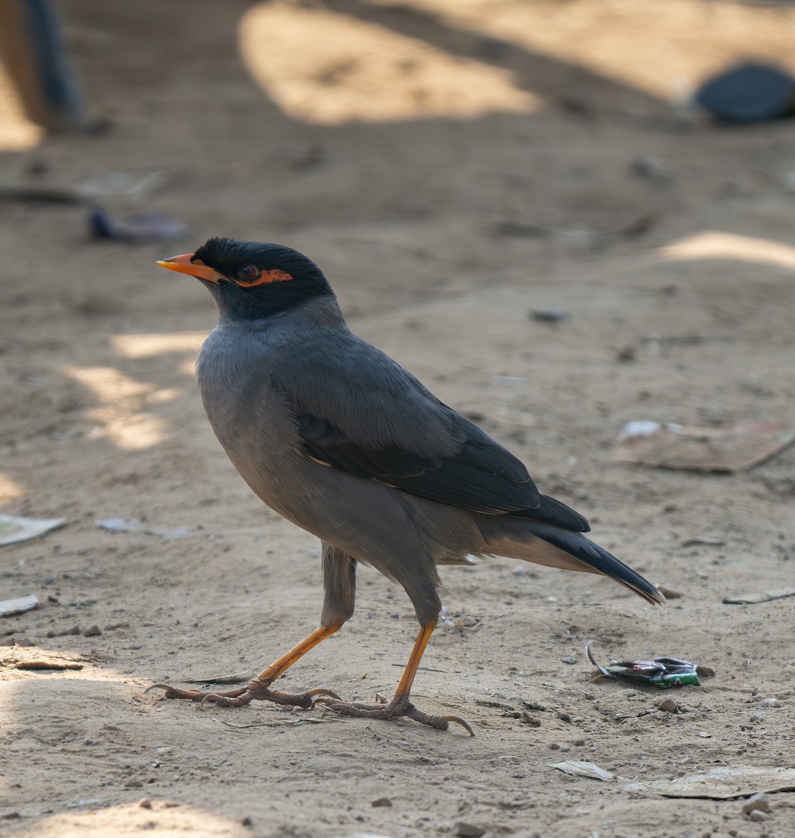 Bank Myna - ML646498967
