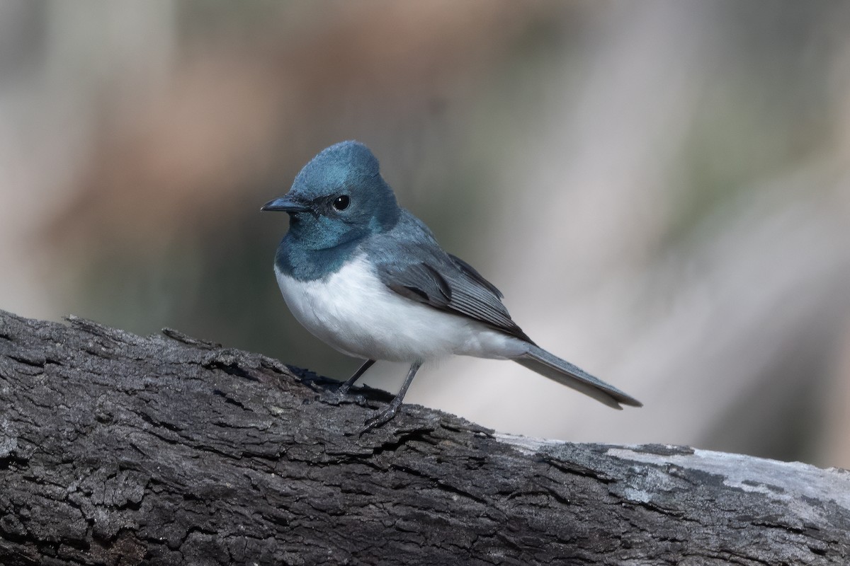 Leaden Flycatcher - ML646498968