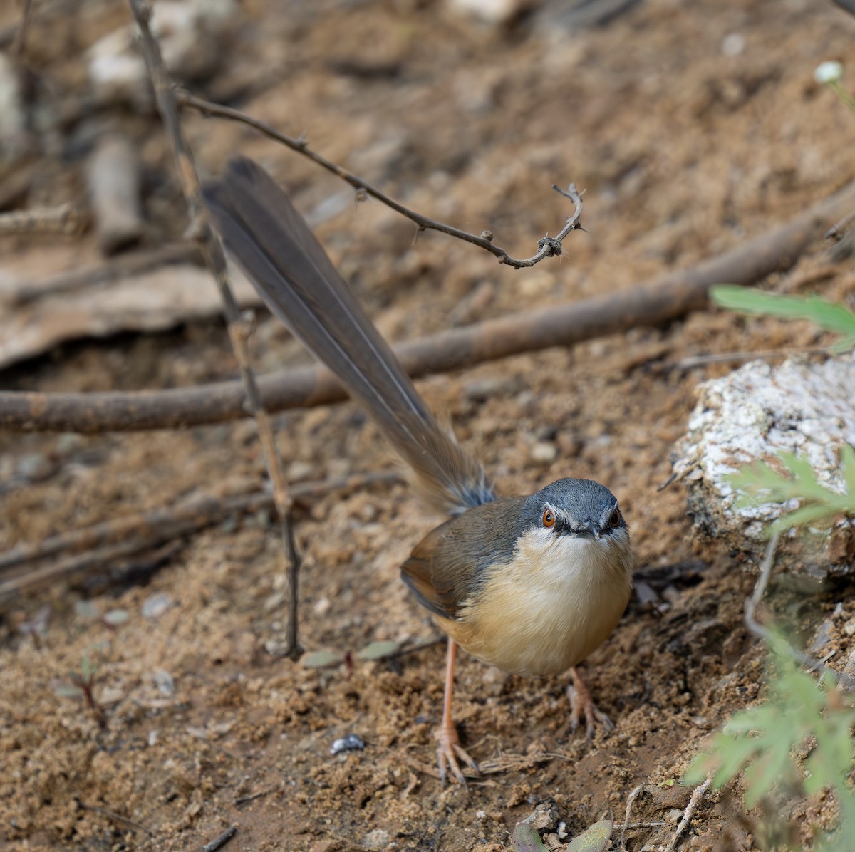 Ashy Prinia - ML646498970