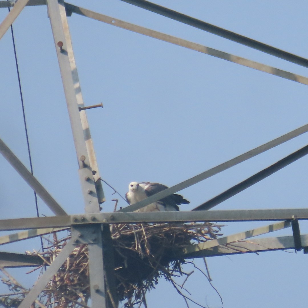 White-bellied Sea-Eagle - ML646498971