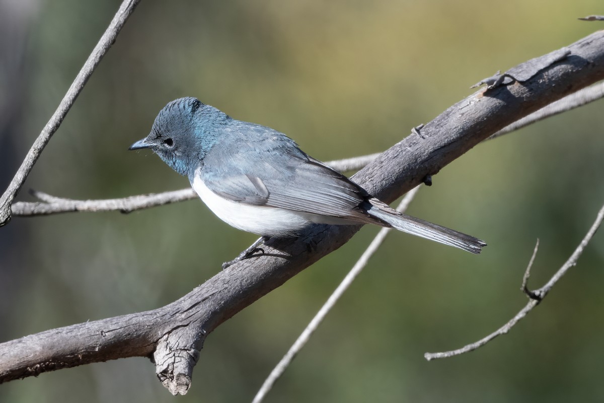 Leaden Flycatcher - ML646498972