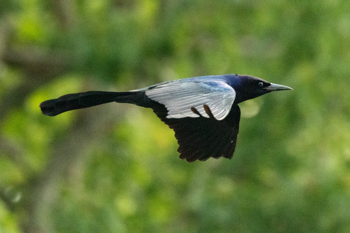 Quiscale des marais - ML646498973