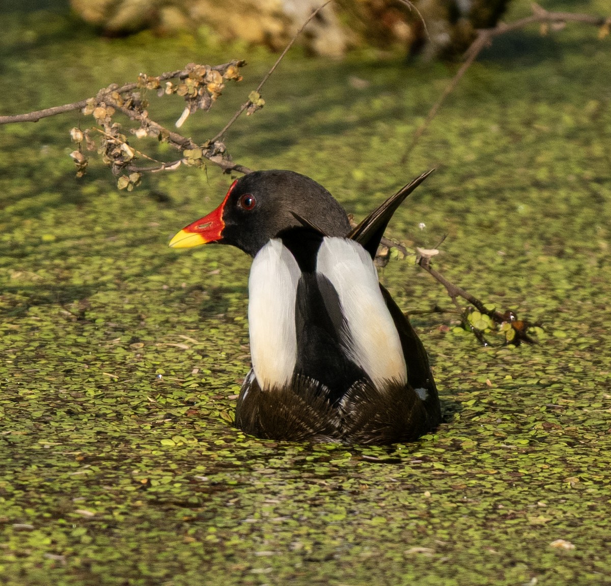 Eurasian Moorhen - ML646498974