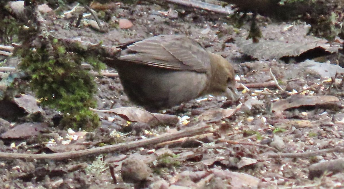Brown-headed Cowbird - ML646498983