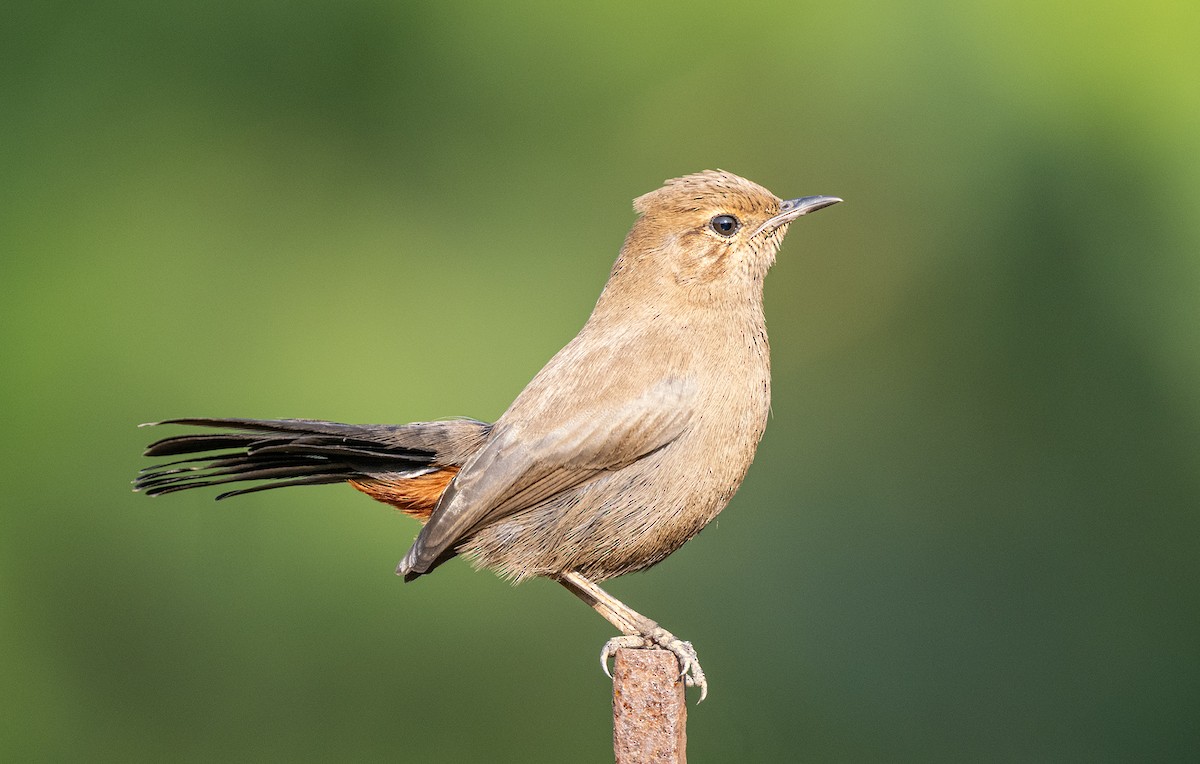 Indian Robin - ML646498987