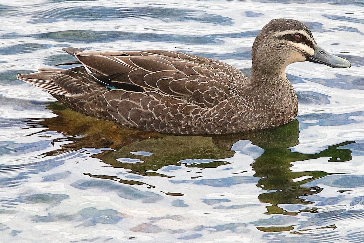 Pacific Black Duck - ML646498989