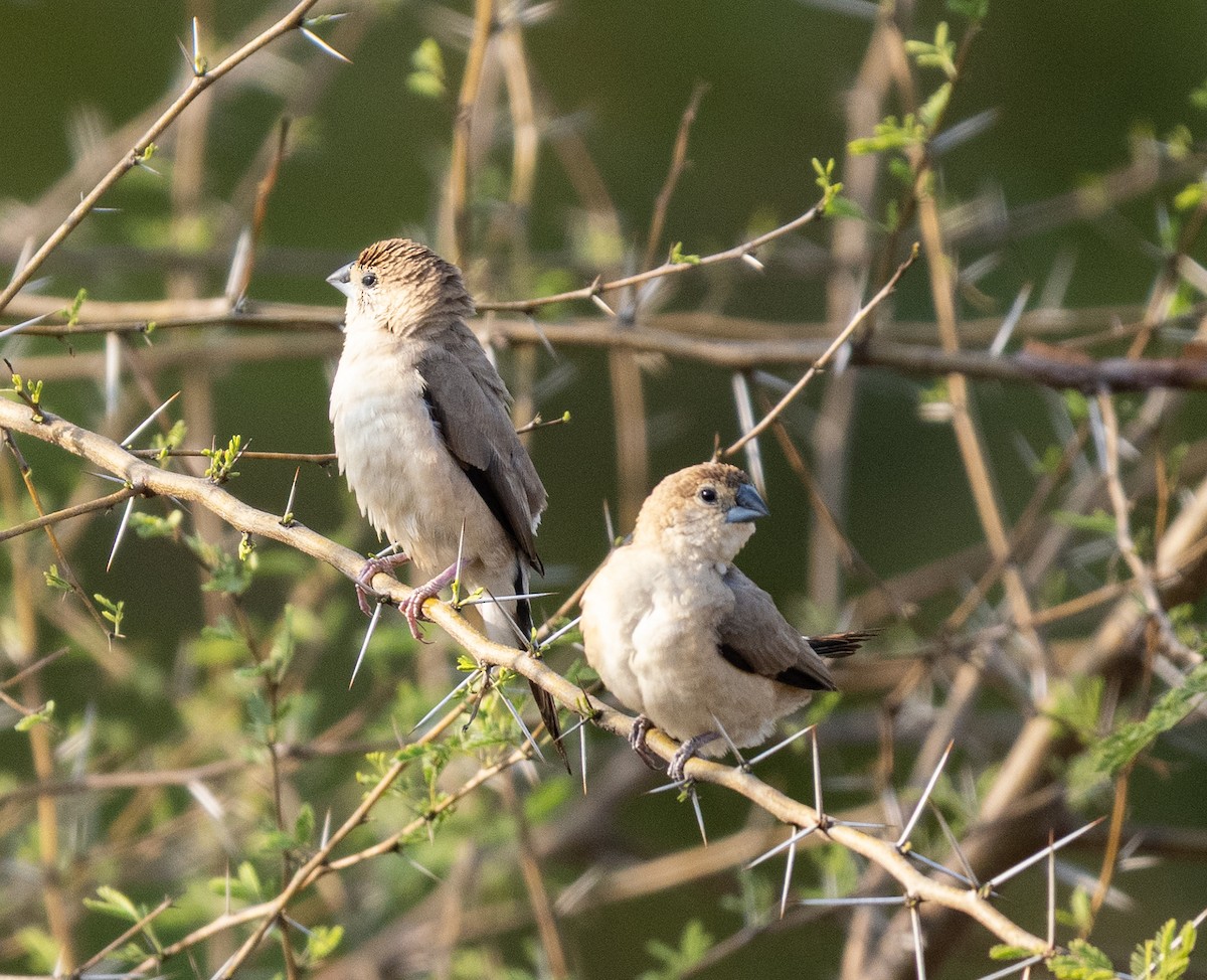 Indian Silverbill - ML646498993