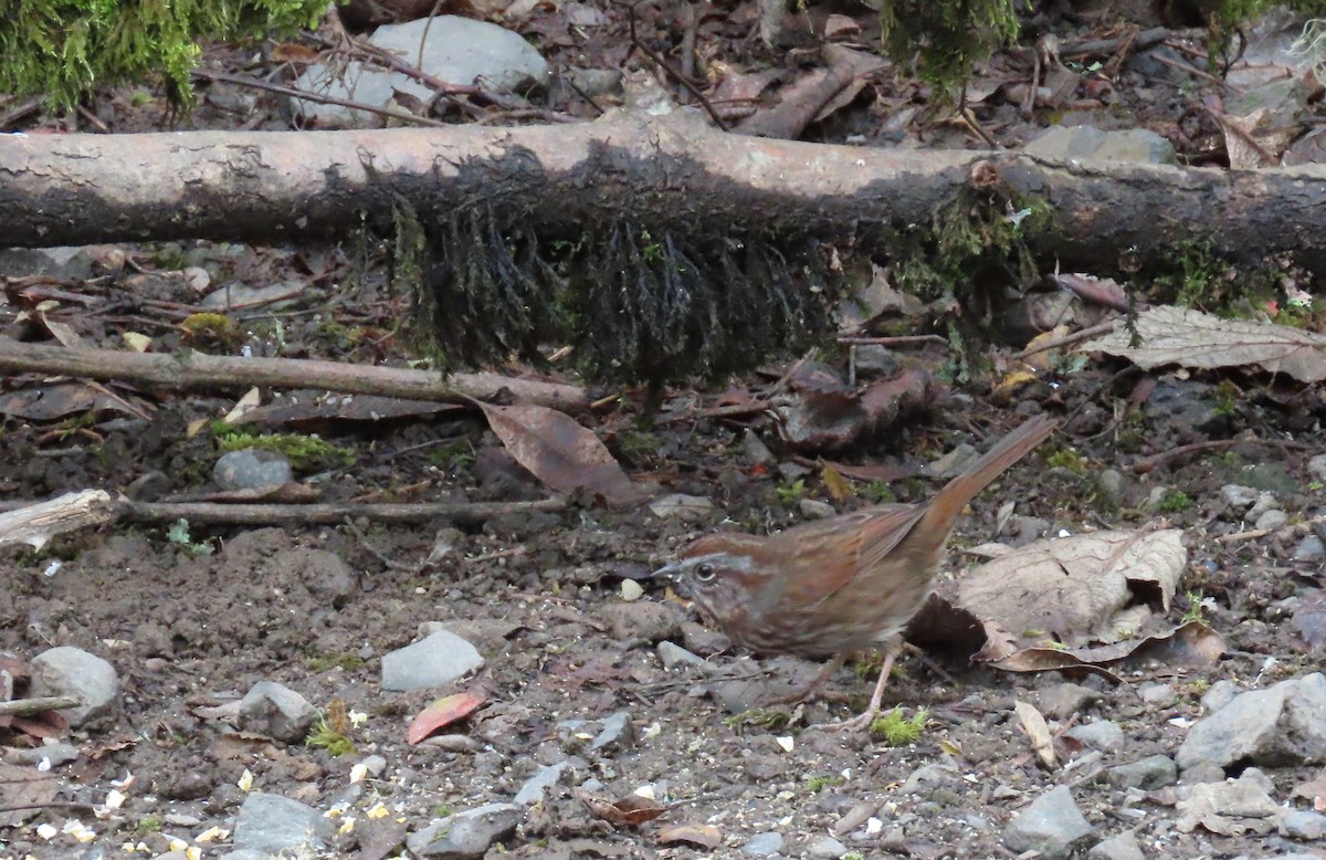 Song Sparrow - ML646498996