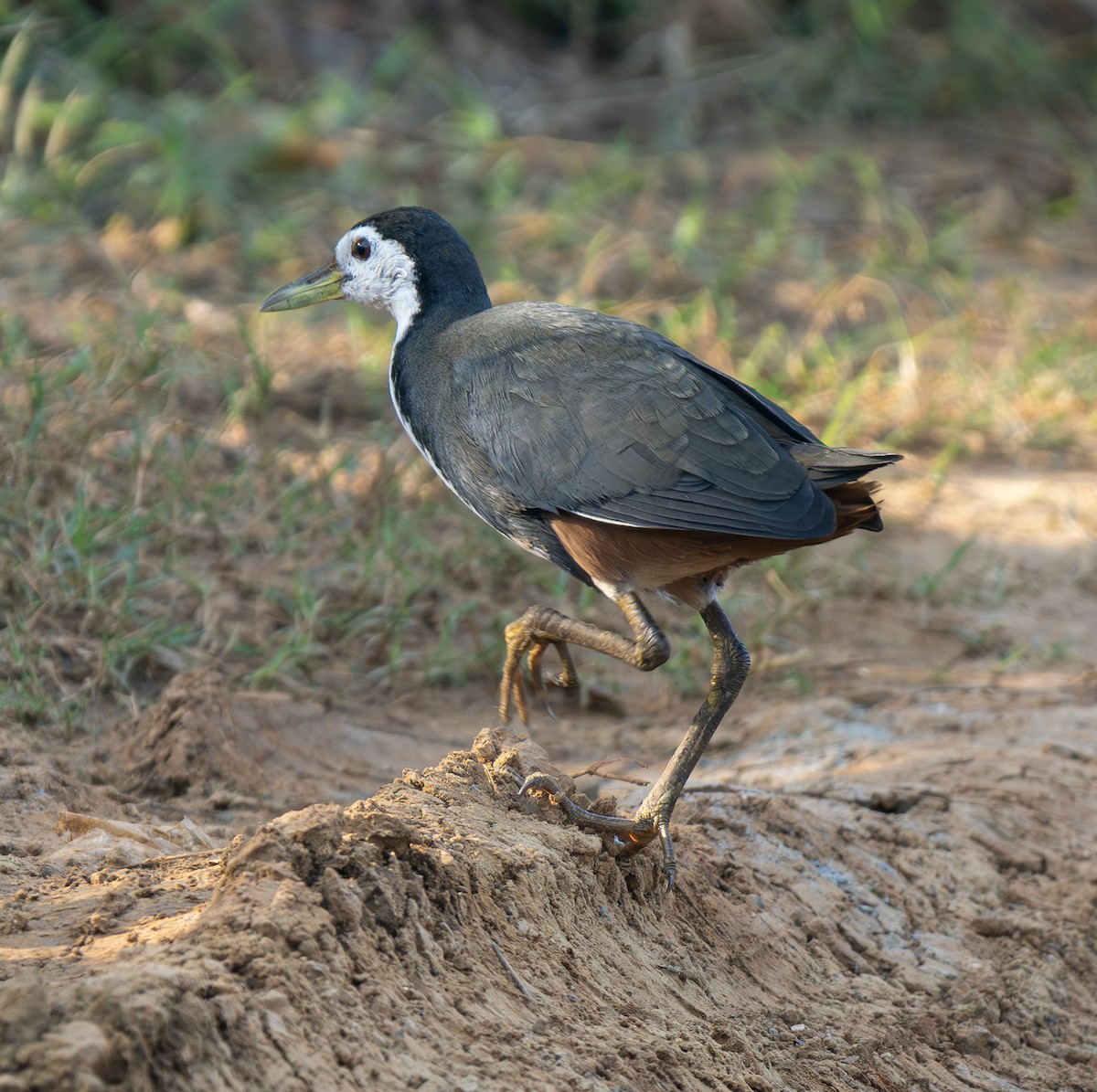 White-breasted Waterhen - ML646499000