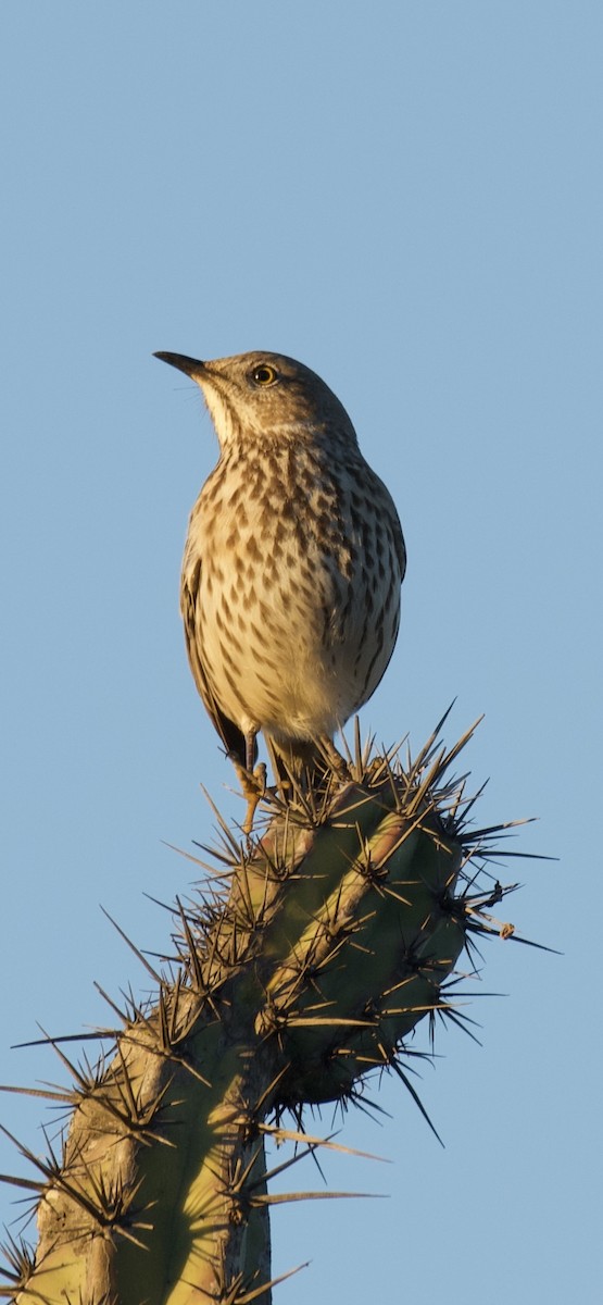 salviespottefugl - ML646499004