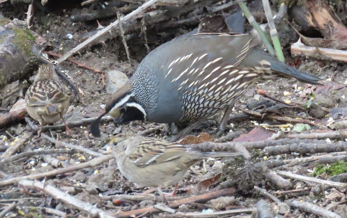 California Quail - ML646499011