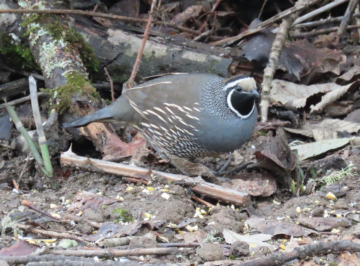 California Quail - ML646499012