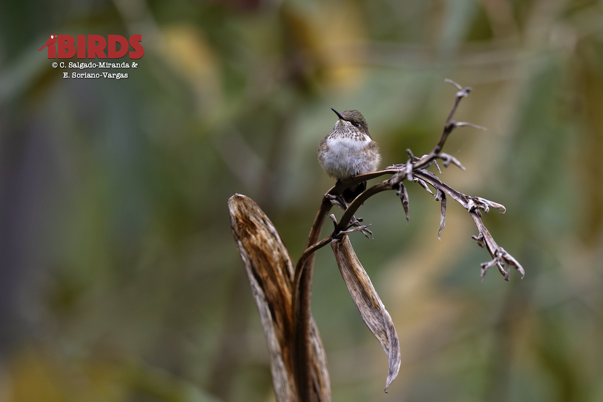 バラエリフトオハチドリ - ML646499019